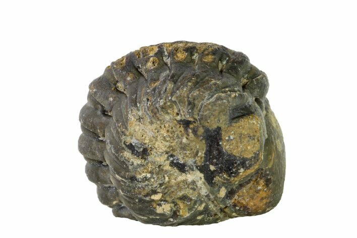 Bargain, Wide, Enrolled Austerops Trilobite - Morocco #156999